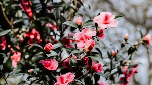 Preview wallpaper geranium, flowers, bush, flowering, blur