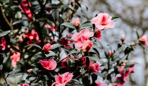 Preview wallpaper geranium, flowers, bush, flowering, blur