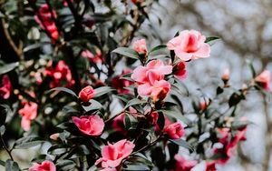 Preview wallpaper geranium, flowers, bush, flowering, blur