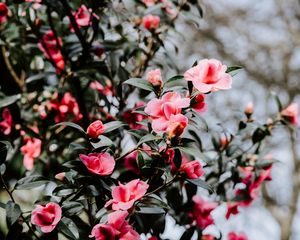Preview wallpaper geranium, flowers, bush, flowering, blur
