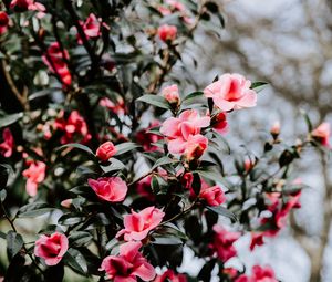 Preview wallpaper geranium, flowers, bush, flowering, blur