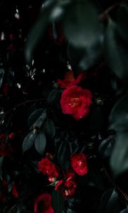 Preview wallpaper geranium, flowers, bush, leaves, plant, red