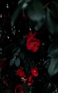 Preview wallpaper geranium, flowers, bush, leaves, plant, red