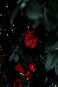 Preview wallpaper geranium, flowers, bush, leaves, plant, red