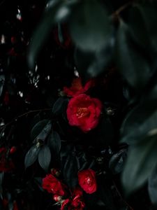 Preview wallpaper geranium, flowers, bush, leaves, plant, red