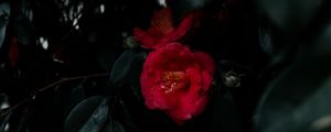 Preview wallpaper geranium, flowers, bush, leaves, plant, red