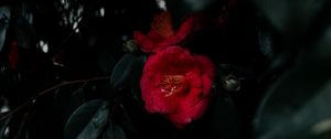Preview wallpaper geranium, flowers, bush, leaves, plant, red