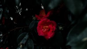 Preview wallpaper geranium, flowers, bush, leaves, plant, red