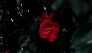Preview wallpaper geranium, flowers, bush, leaves, plant, red