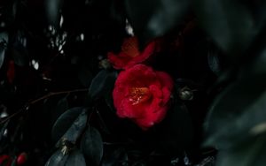 Preview wallpaper geranium, flowers, bush, leaves, plant, red