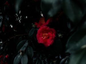 Preview wallpaper geranium, flowers, bush, leaves, plant, red