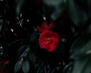 Preview wallpaper geranium, flowers, bush, leaves, plant, red