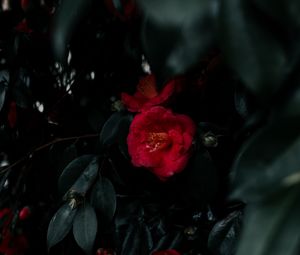 Preview wallpaper geranium, flowers, bush, leaves, plant, red