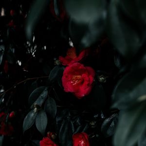 Preview wallpaper geranium, flowers, bush, leaves, plant, red