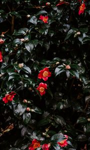 Preview wallpaper geranium, flowers, flowering, bush, buds, leaves