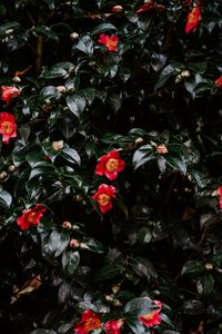 Preview wallpaper geranium, flowers, flowering, bush, buds, leaves