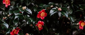 Preview wallpaper geranium, flowers, flowering, bush, buds, leaves