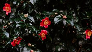 Preview wallpaper geranium, flowers, flowering, bush, buds, leaves