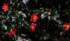 Preview wallpaper geranium, flowers, flowering, bush, buds, leaves