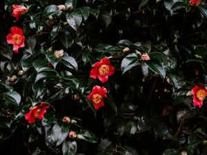 Preview wallpaper geranium, flowers, flowering, bush, buds, leaves