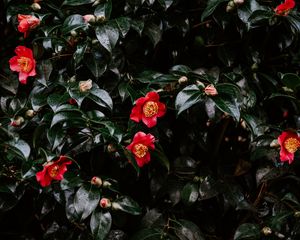 Preview wallpaper geranium, flowers, flowering, bush, buds, leaves