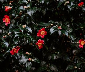 Preview wallpaper geranium, flowers, flowering, bush, buds, leaves