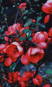 Preview wallpaper geranium, flowers, flowering, branch, petals, leaves