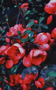 Preview wallpaper geranium, flowers, flowering, branch, petals, leaves