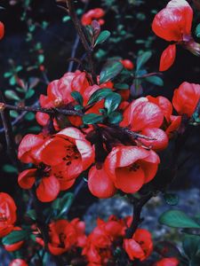 Preview wallpaper geranium, flowers, flowering, branch, petals, leaves
