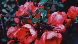 Preview wallpaper geranium, flowers, flowering, branch, petals, leaves