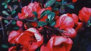 Preview wallpaper geranium, flowers, flowering, branch, petals, leaves