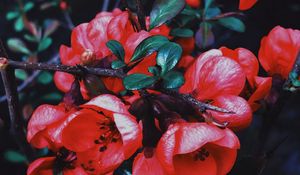 Preview wallpaper geranium, flowers, flowering, branch, petals, leaves