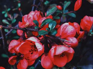 Preview wallpaper geranium, flowers, flowering, branch, petals, leaves