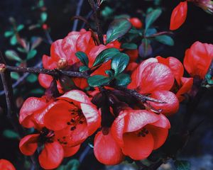 Preview wallpaper geranium, flowers, flowering, branch, petals, leaves