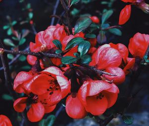 Preview wallpaper geranium, flowers, flowering, branch, petals, leaves