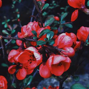 Preview wallpaper geranium, flowers, flowering, branch, petals, leaves