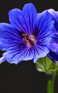 Preview wallpaper geranium, flowers, macro, pollen