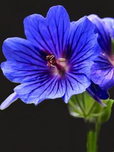Preview wallpaper geranium, flowers, macro, pollen