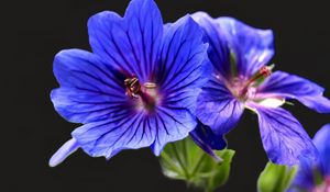 Preview wallpaper geranium, flowers, macro, pollen