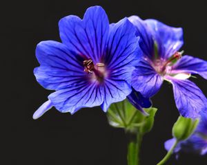 Preview wallpaper geranium, flowers, macro, pollen