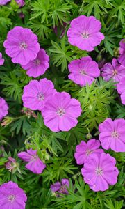 Preview wallpaper geranium, flowers, petals, leaves, plants