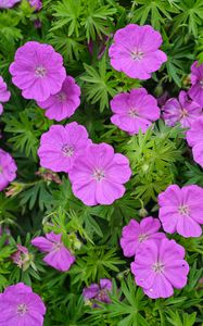 Preview wallpaper geranium, flowers, petals, leaves, plants