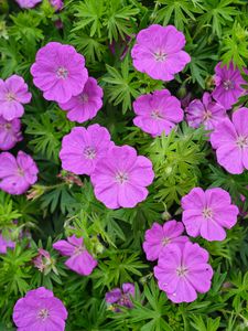 Preview wallpaper geranium, flowers, petals, leaves, plants
