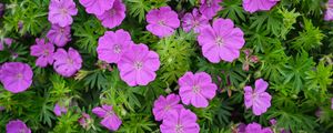 Preview wallpaper geranium, flowers, petals, leaves, plants