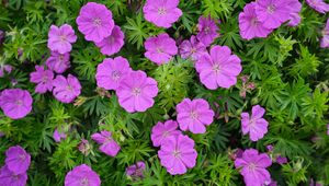 Preview wallpaper geranium, flowers, petals, leaves, plants