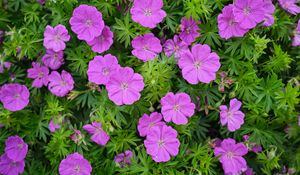 Preview wallpaper geranium, flowers, petals, leaves, plants