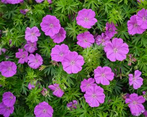 Preview wallpaper geranium, flowers, petals, leaves, plants