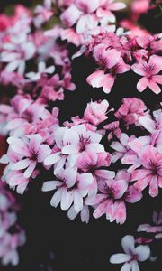 Preview wallpaper geranium, flowers, pink, bush, bloom