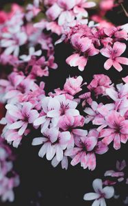 Preview wallpaper geranium, flowers, pink, bush, bloom