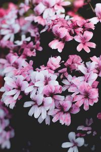 Preview wallpaper geranium, flowers, pink, bush, bloom